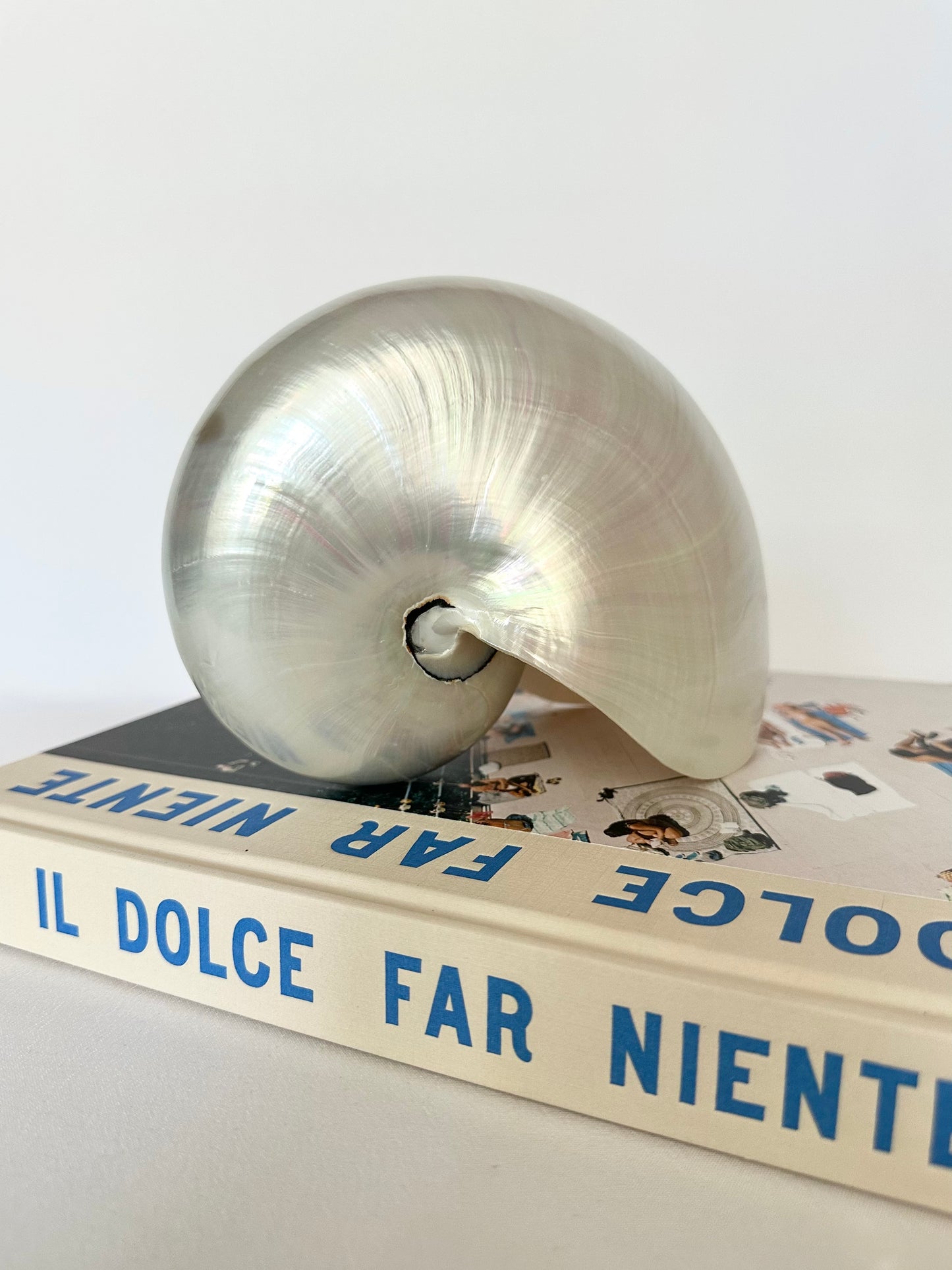 Pearline Chambered Nautilus Shell