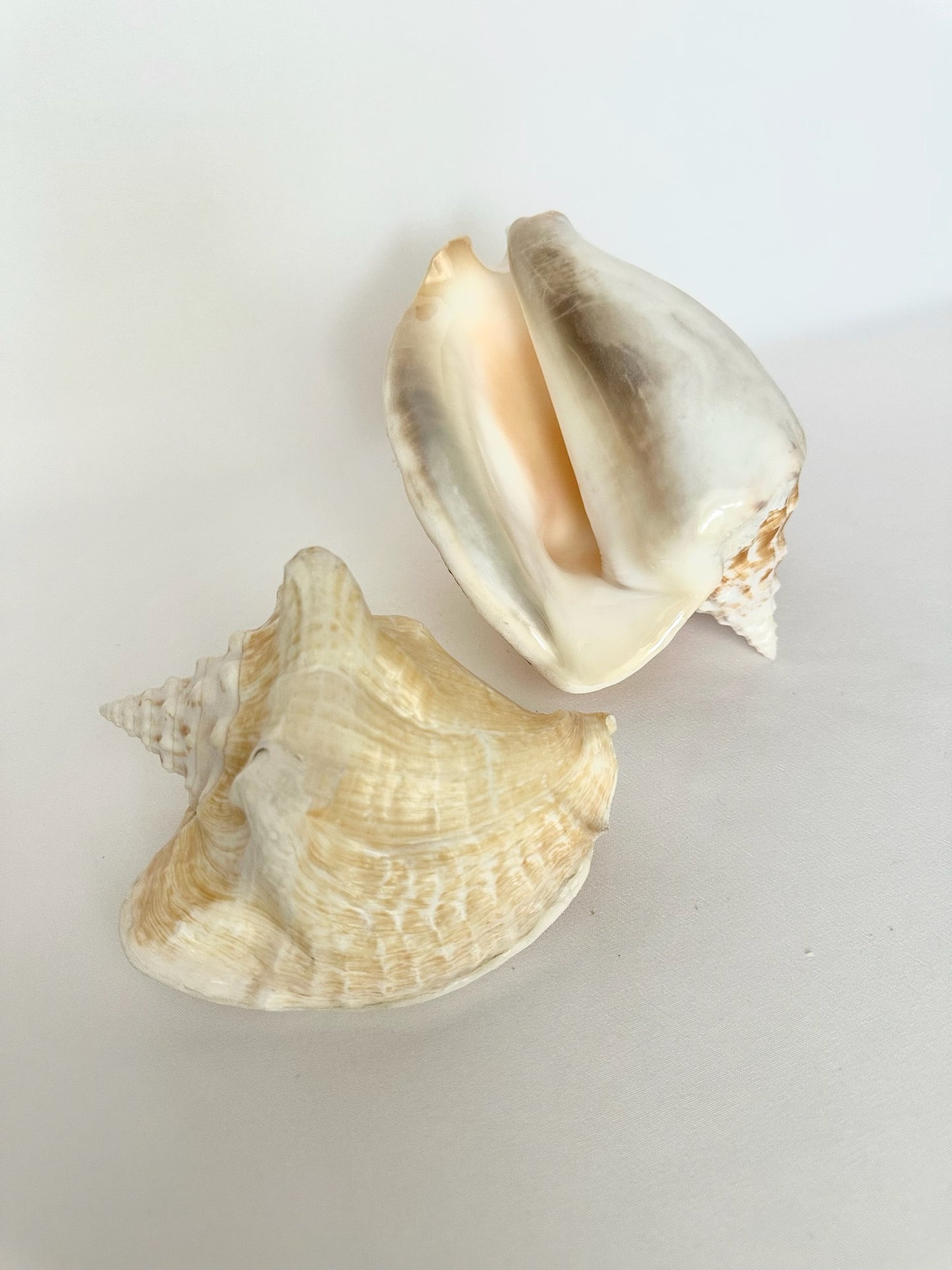 Cecile Conch Shell Pair