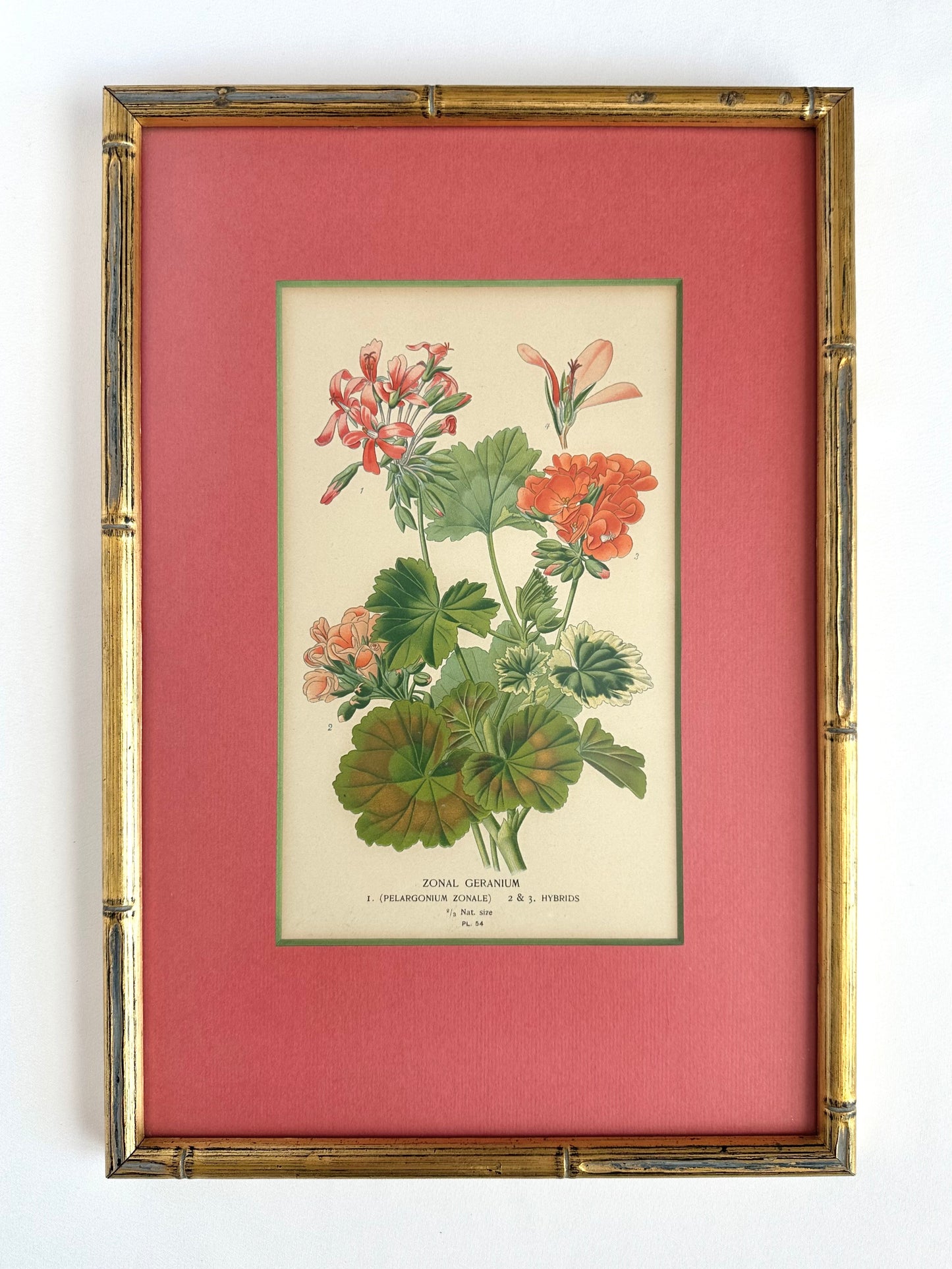 Linnea Botanical Art Print