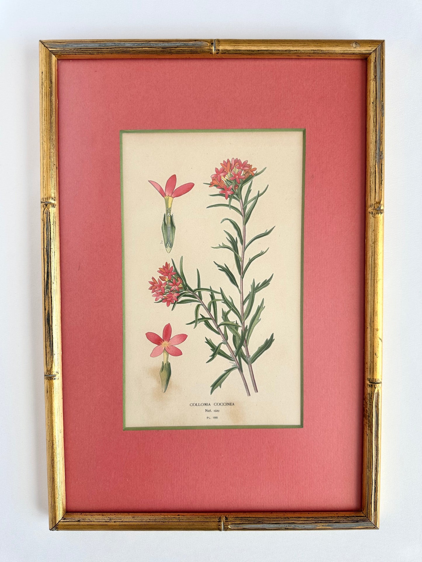 Linnea Botanical Art Print