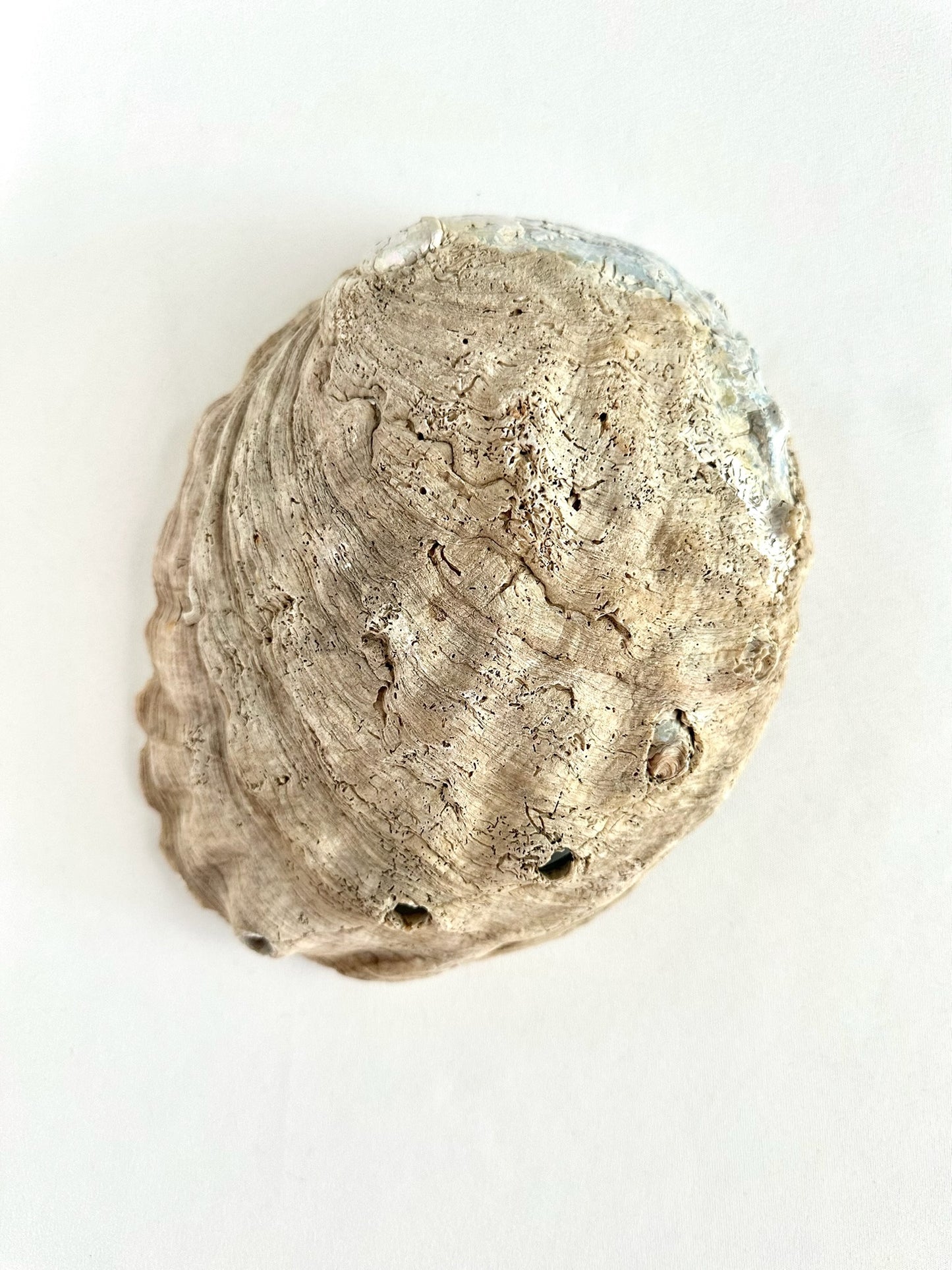 Kenley Abalone Shell