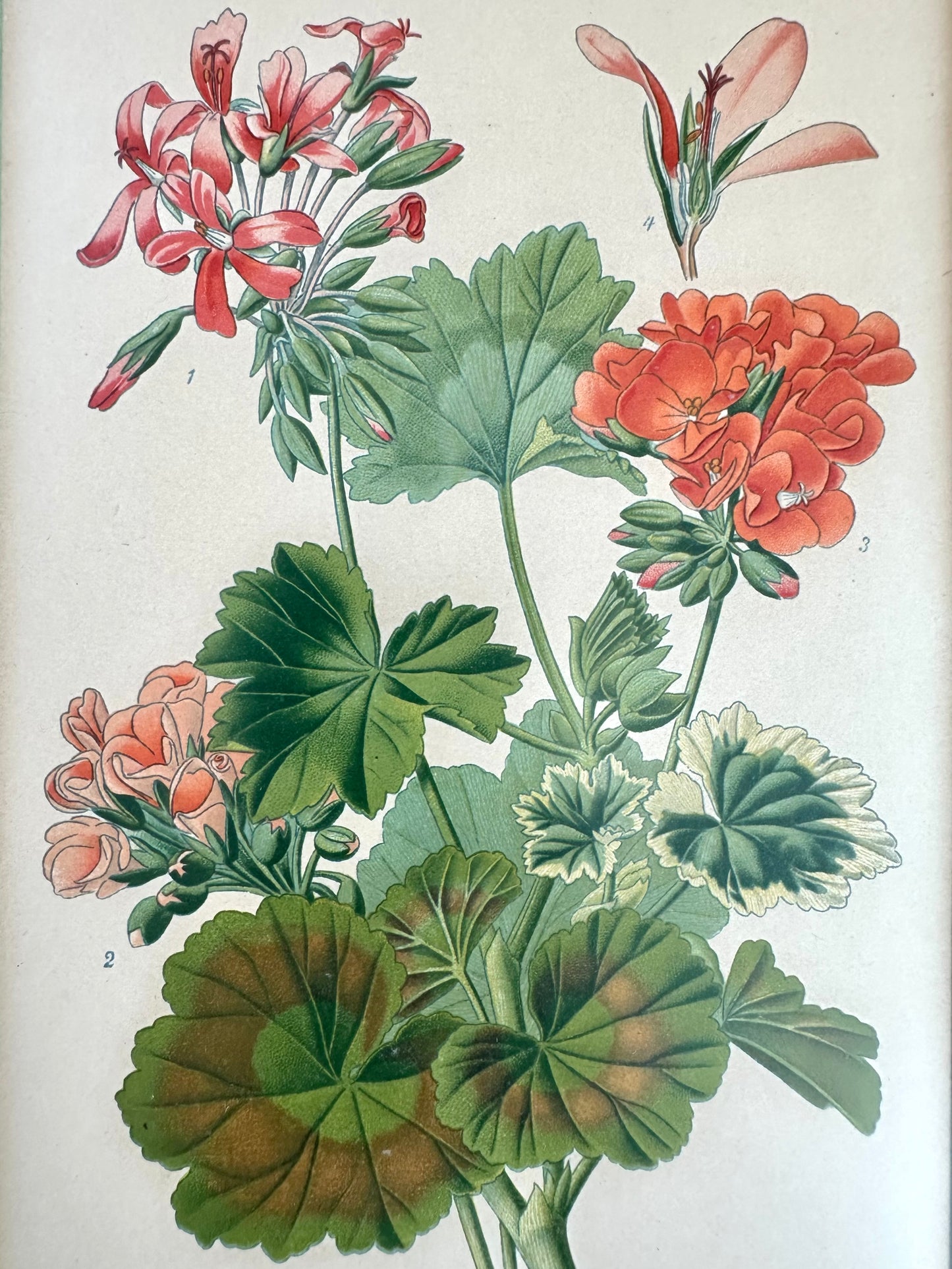 Linnea Botanical Art Print