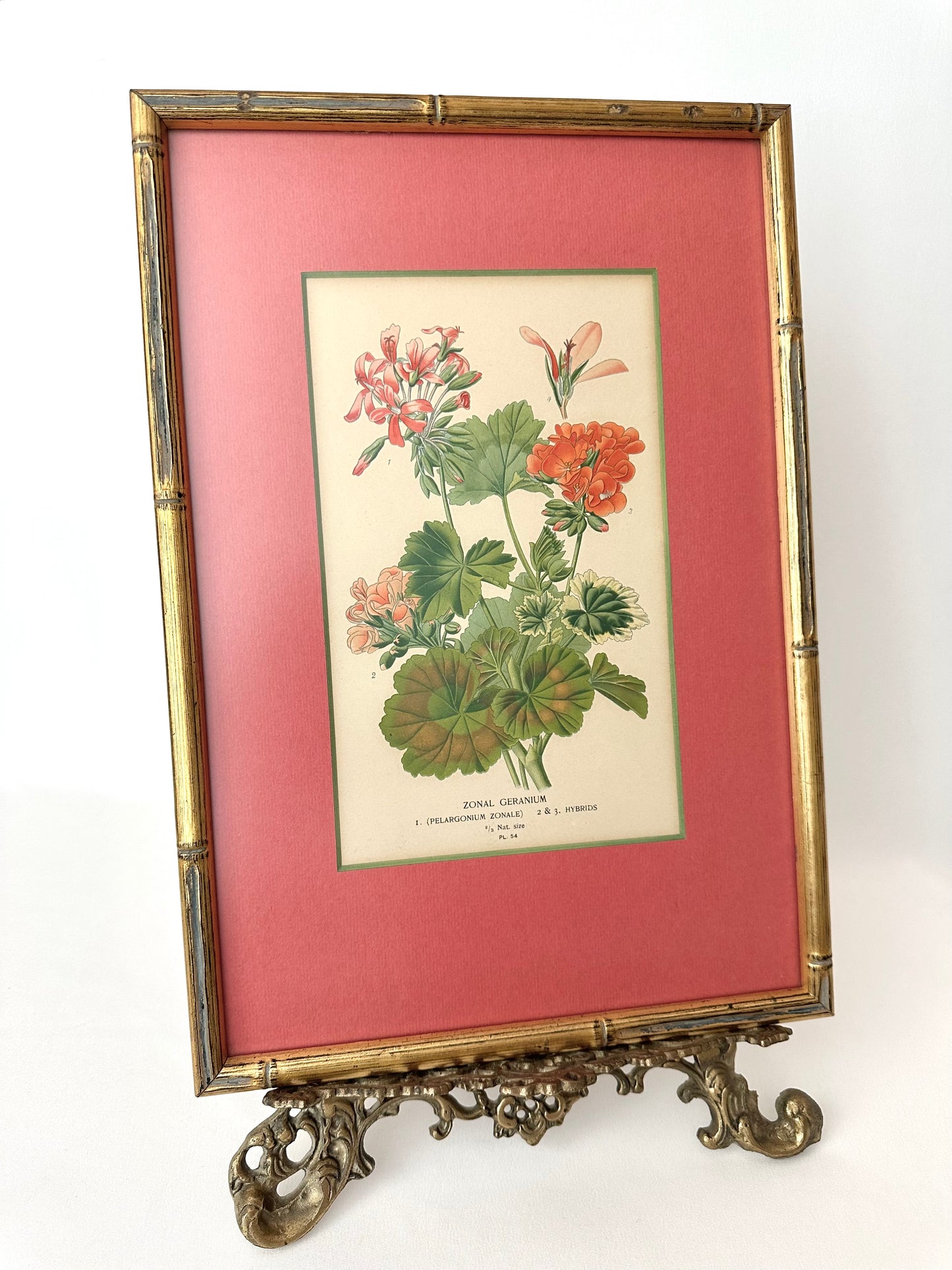 Linnea Botanical Art Print