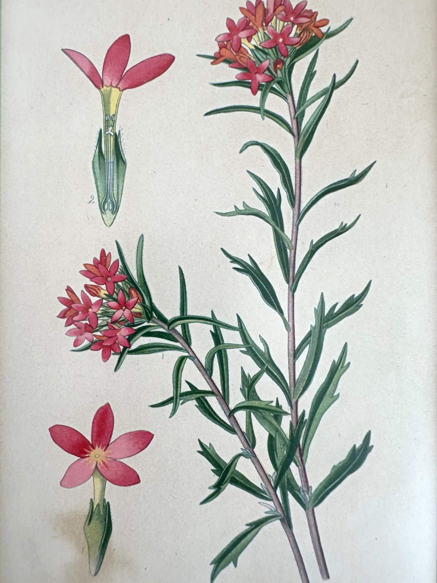 Linnea Botanical Art Print