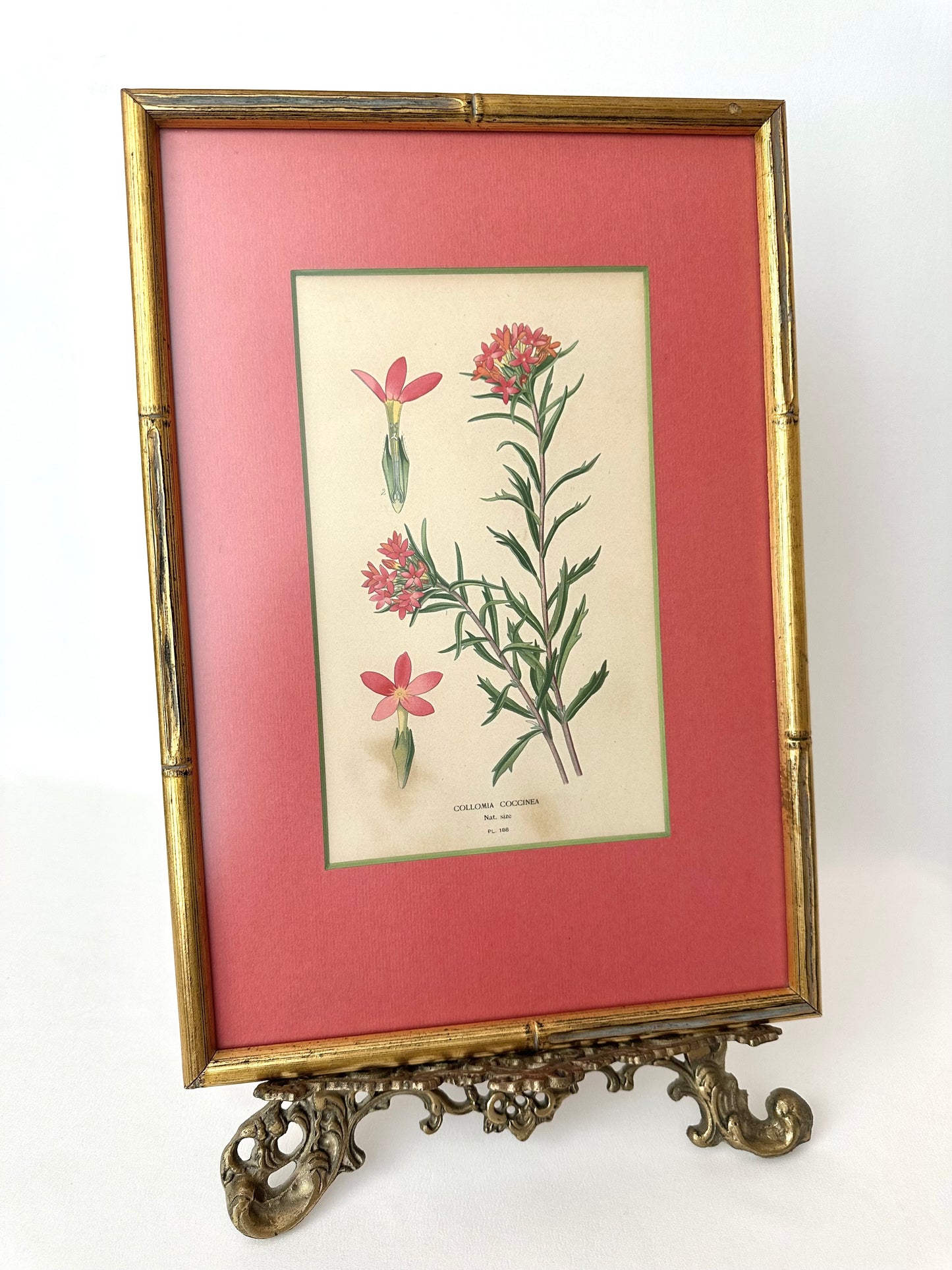 Linnea Botanical Art Print