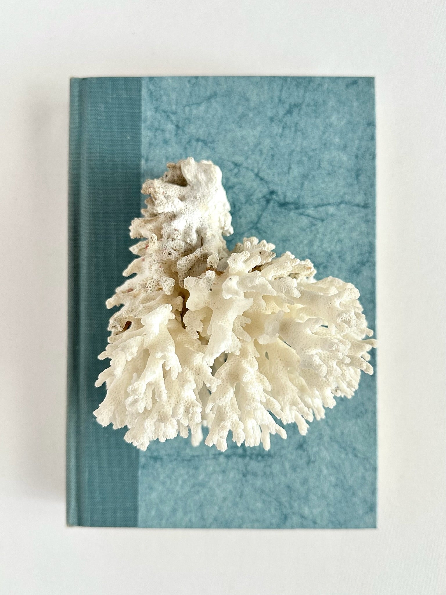 natural white lacy coral cluster decorative object