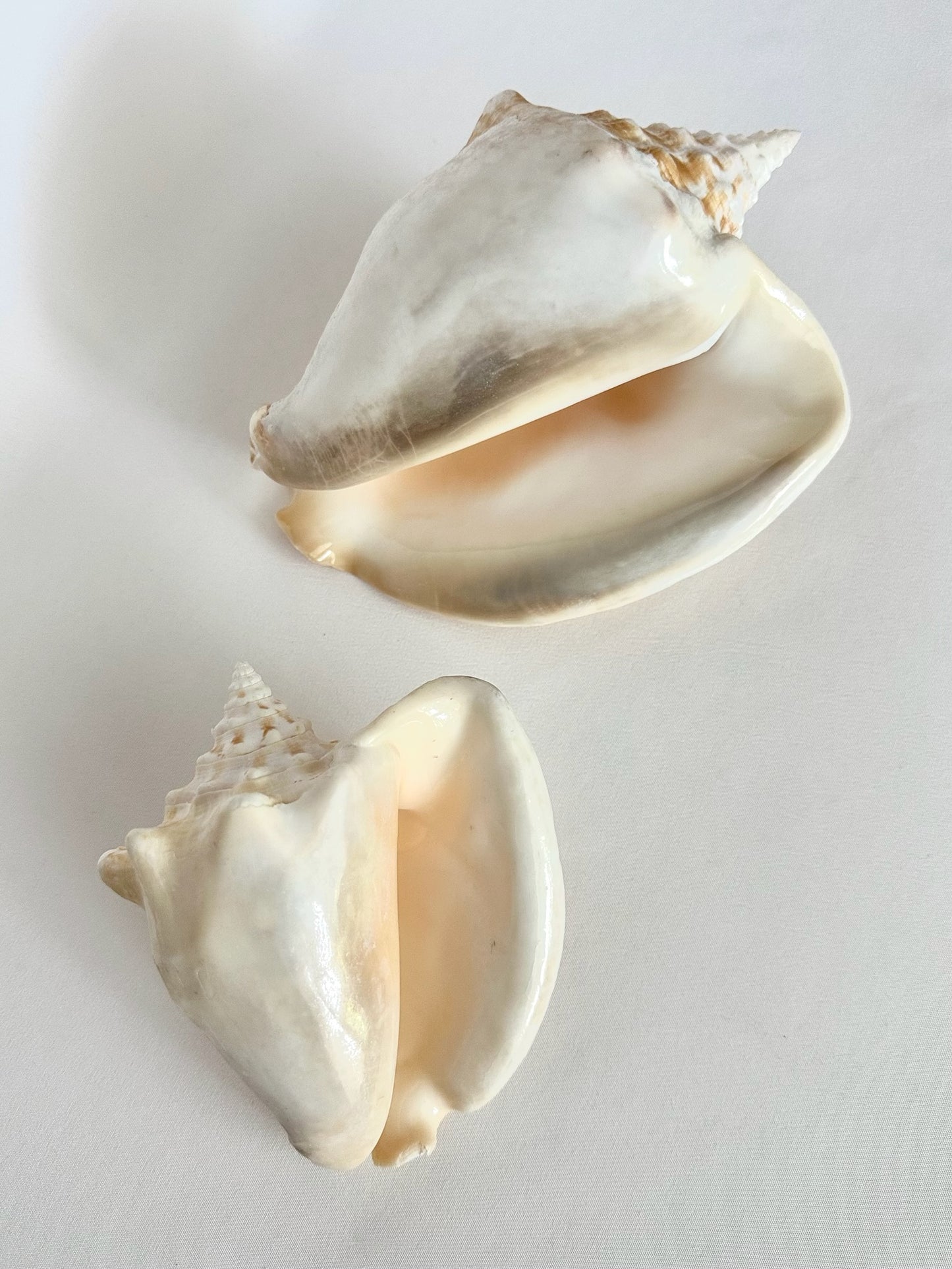 Cecile Conch Shell Pair