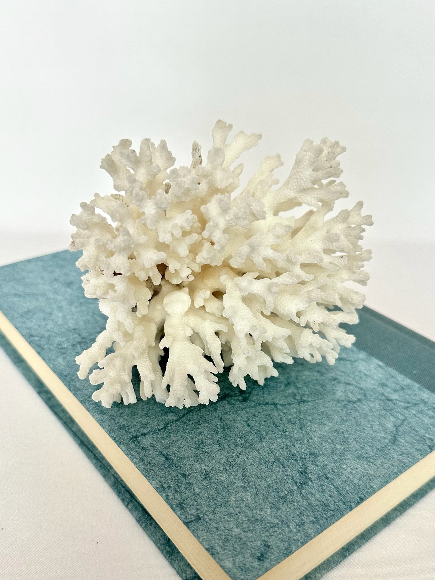 Lacy Coral Cluster