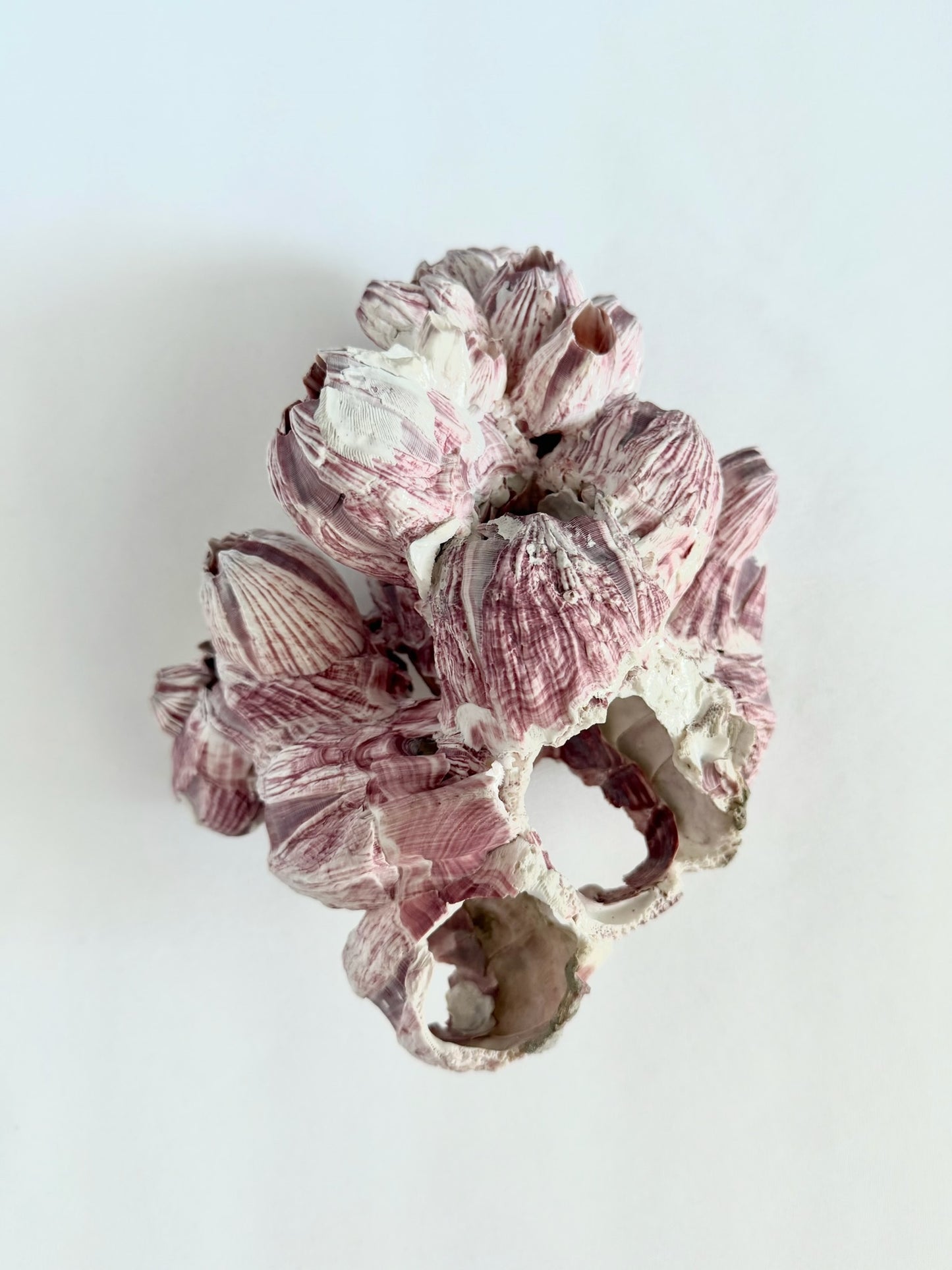 Melrose Barnacle Cluster