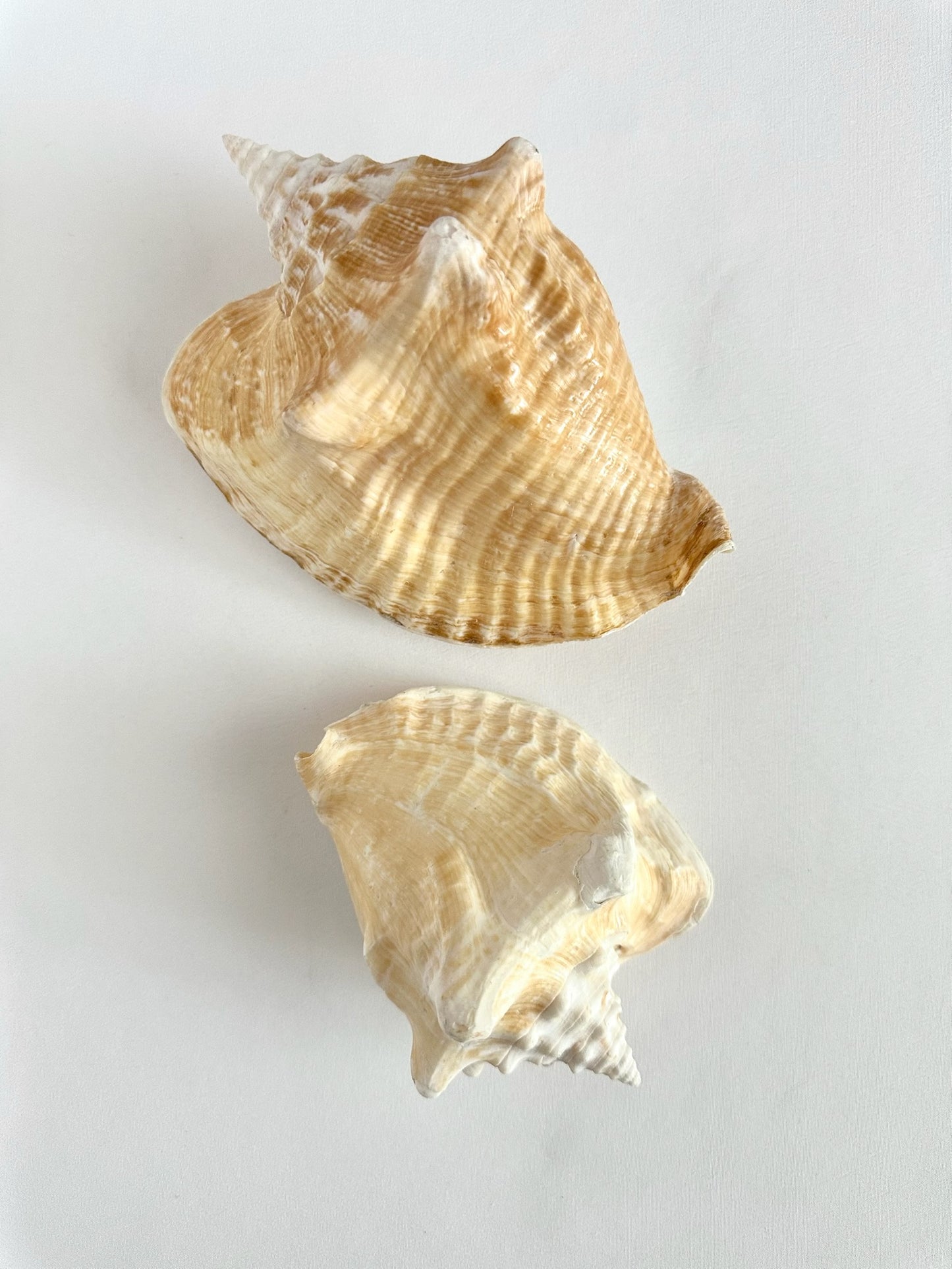 Cecile Conch Shell Pair