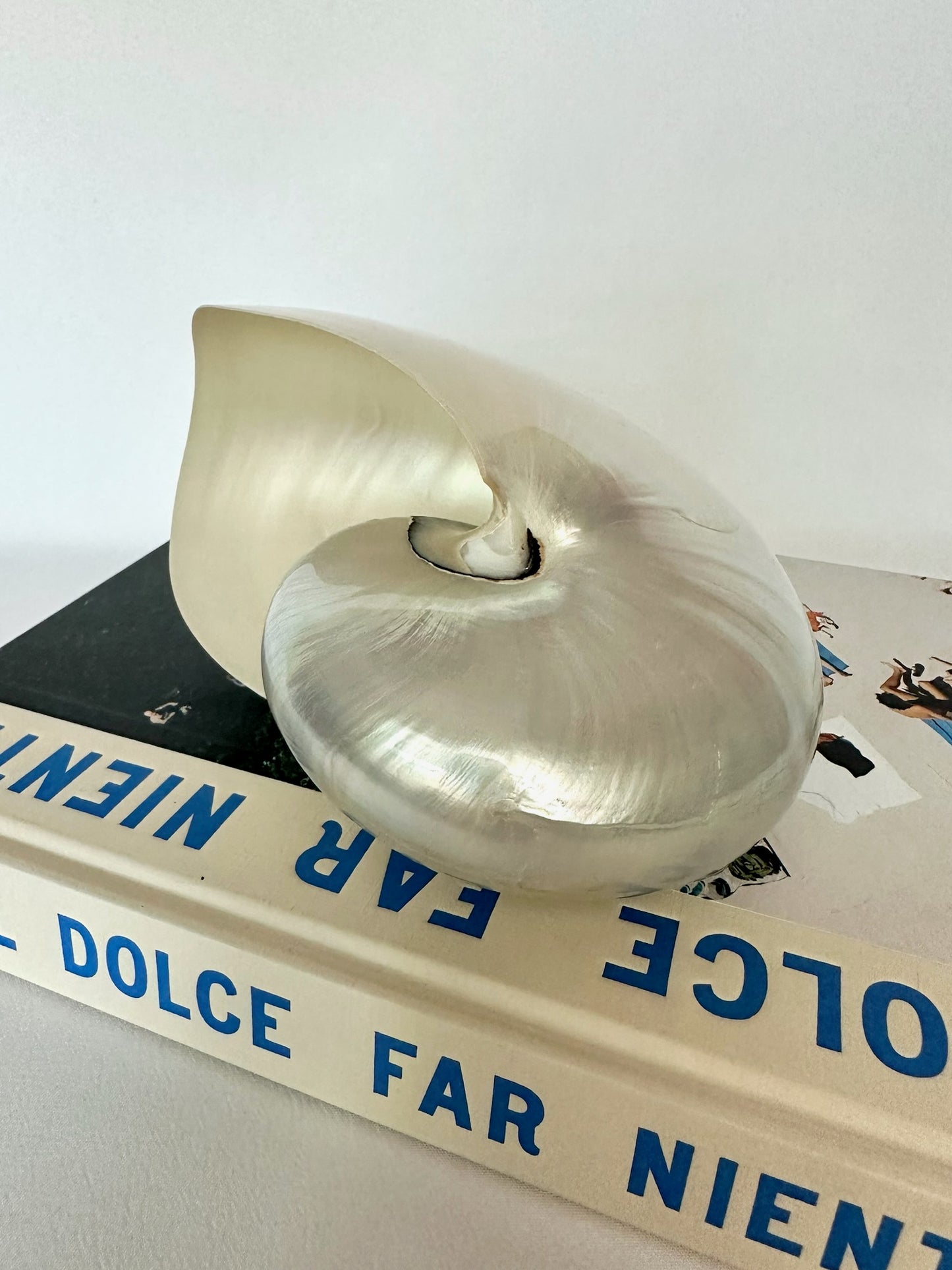 Pearline Chambered Nautilus Shell