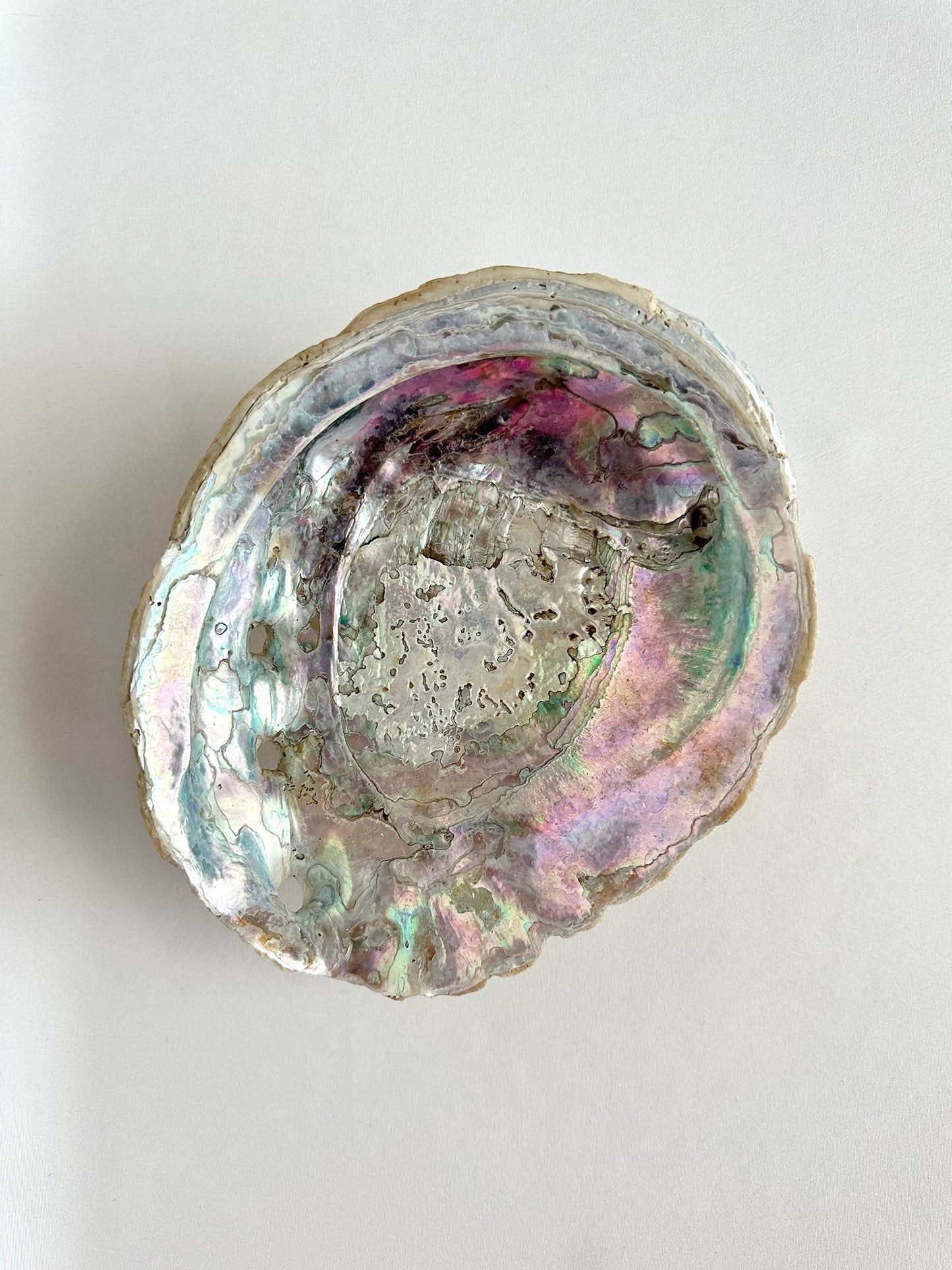 natural abalone shell decorative object