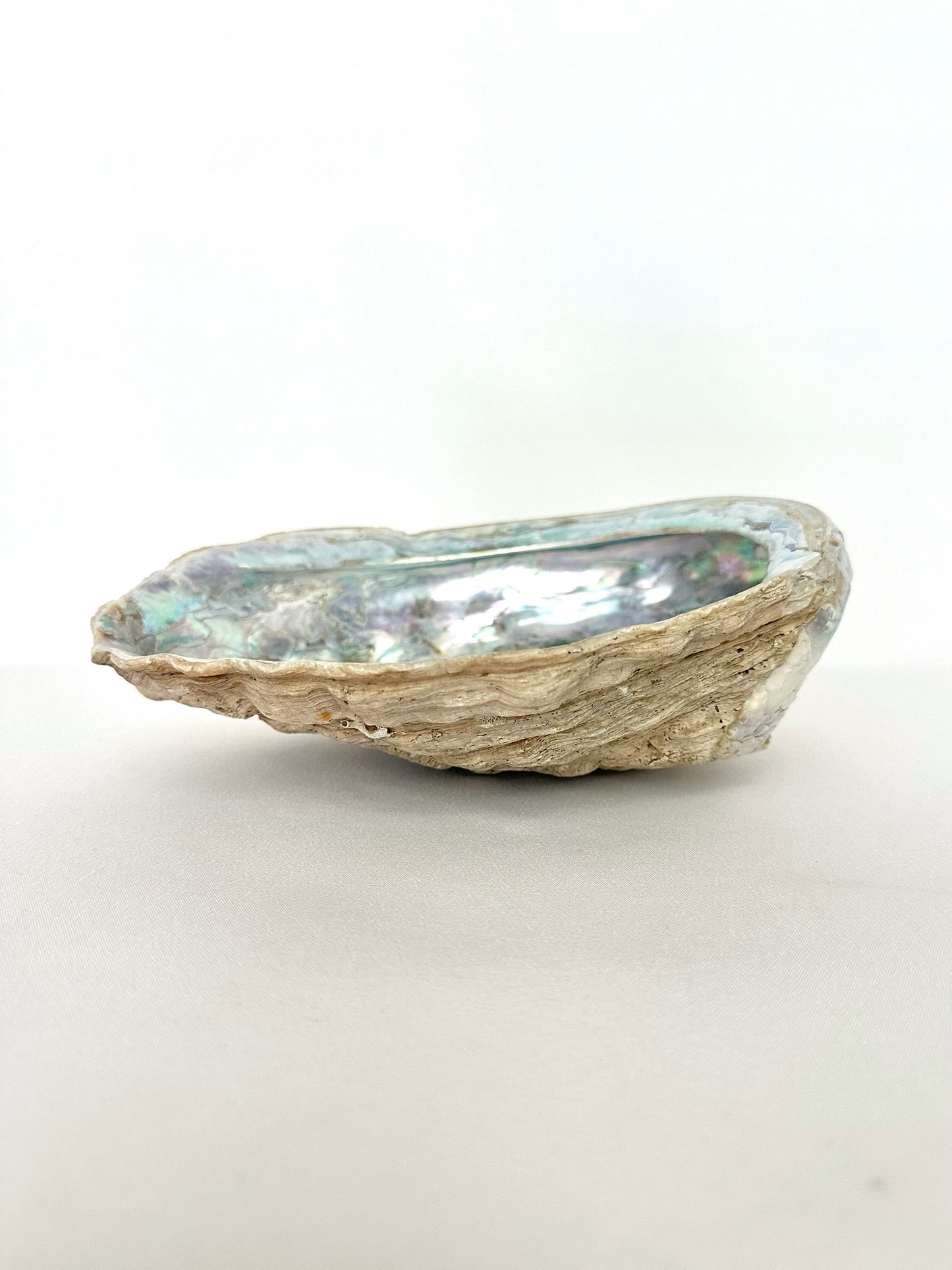 Kenley Abalone Shell