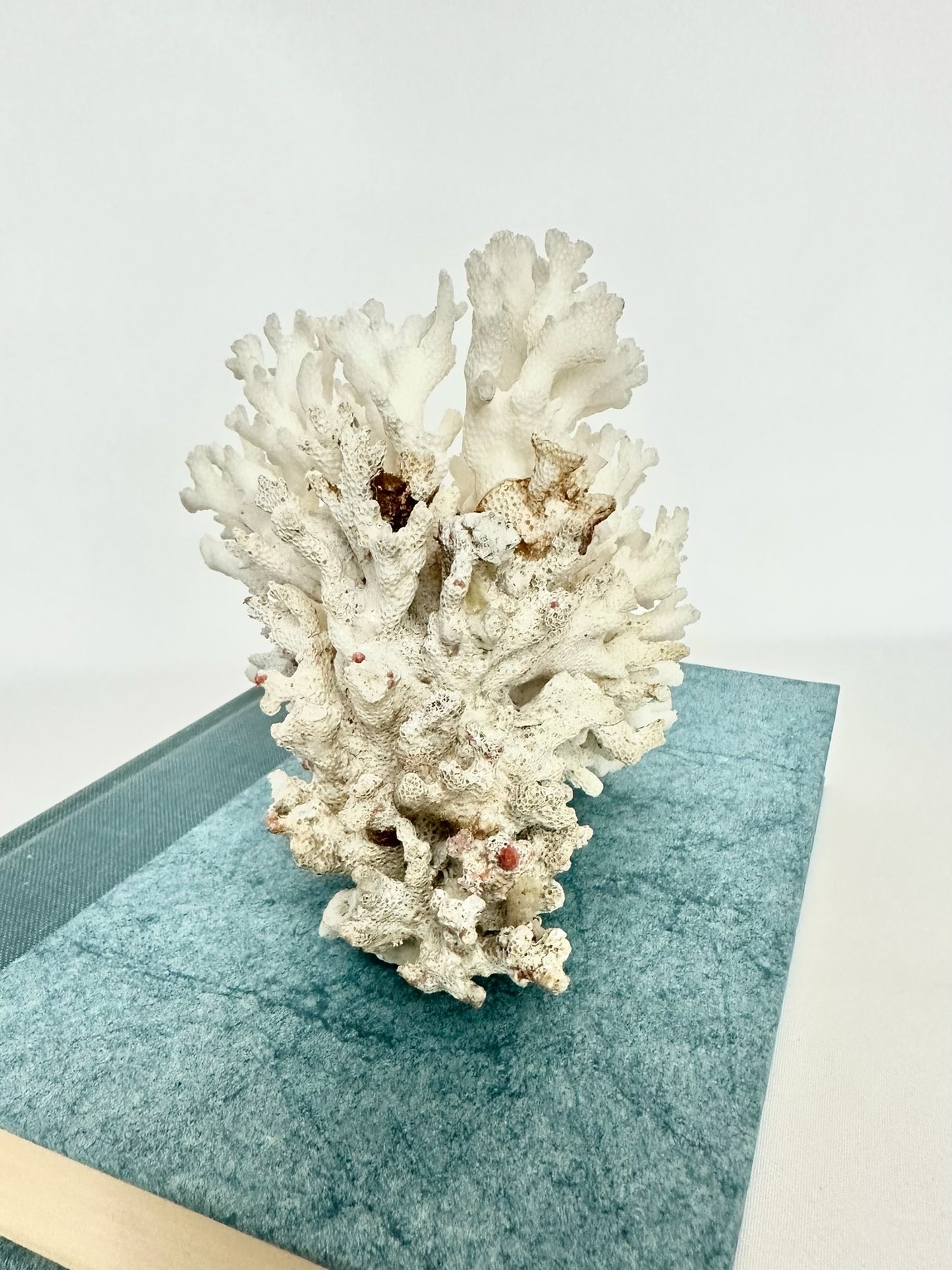 Lacy Coral Cluster