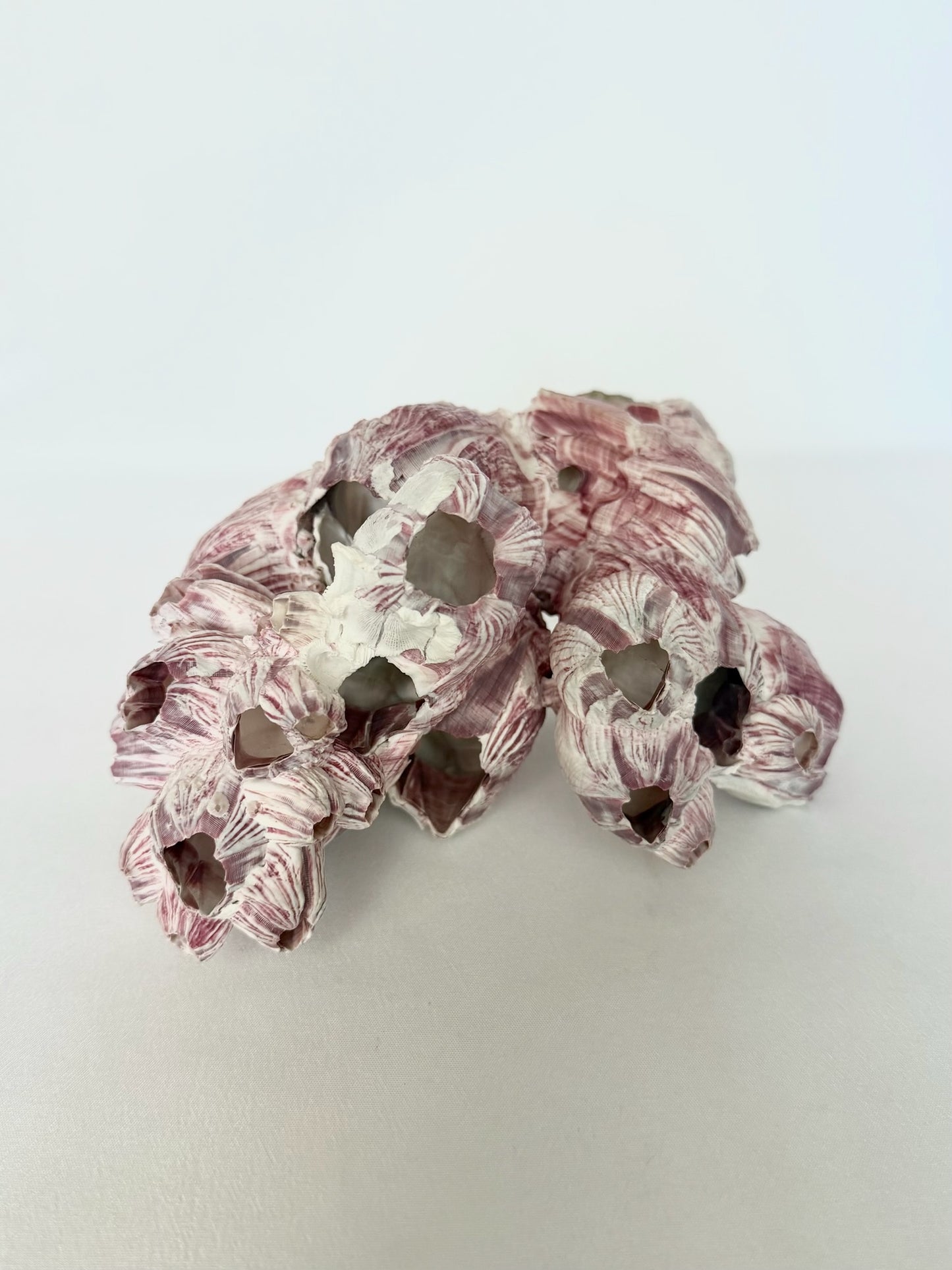 Melrose Barnacle Cluster