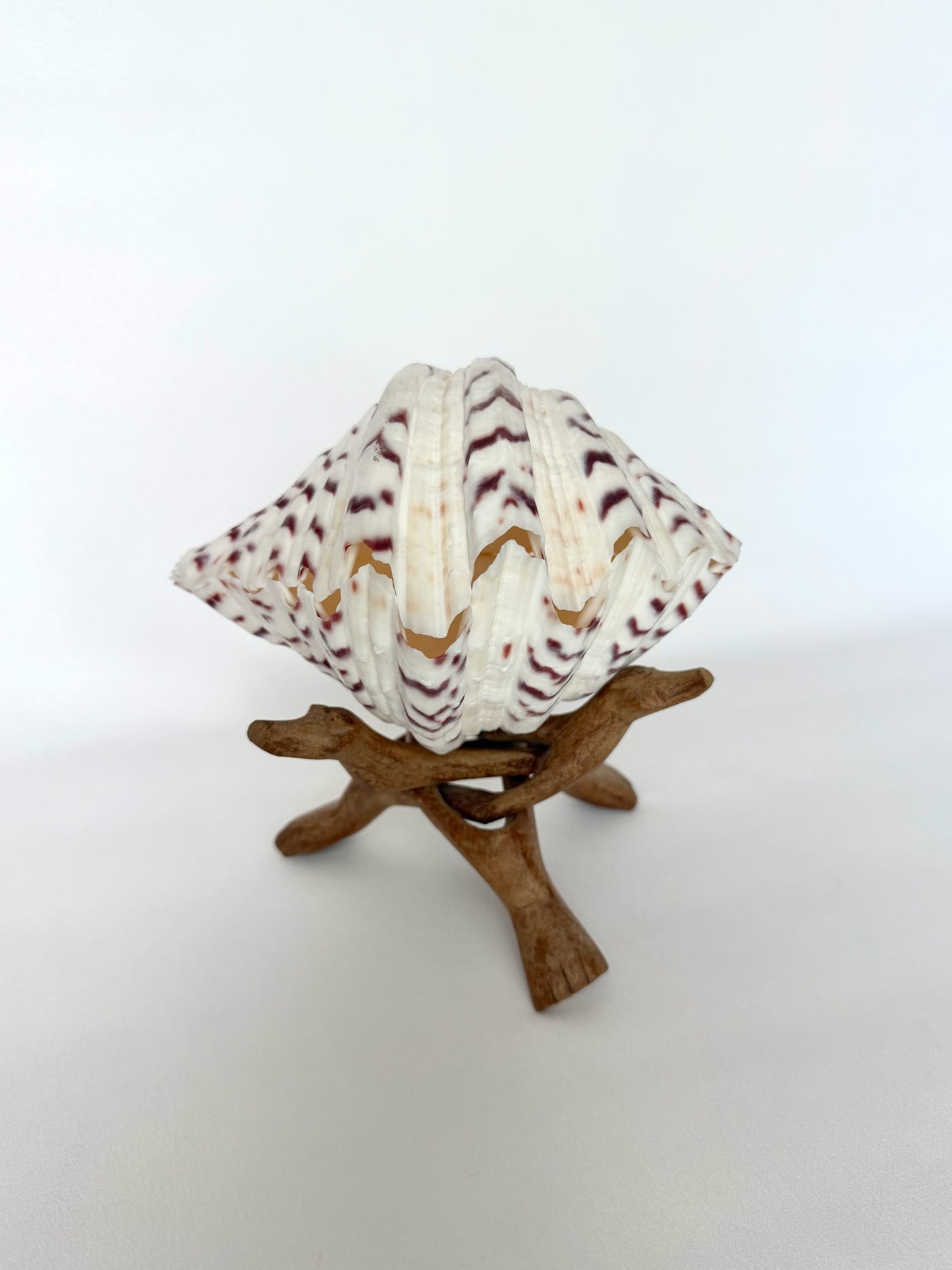 natural bear claw double clamshell on wooden display stand