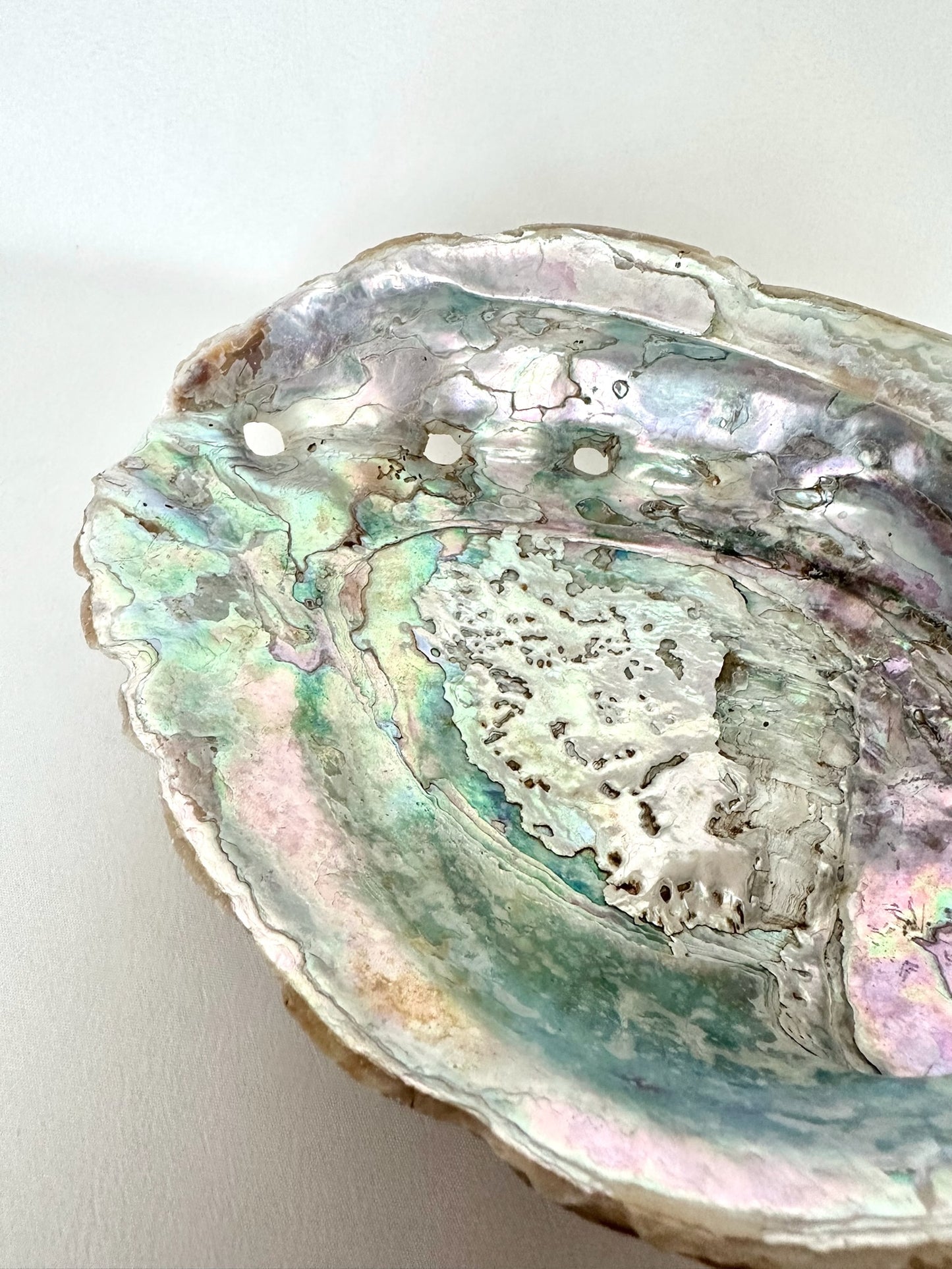 Kenley Abalone Shell