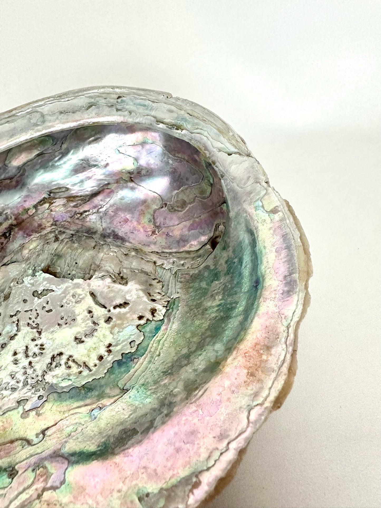 Kenley Abalone Shell