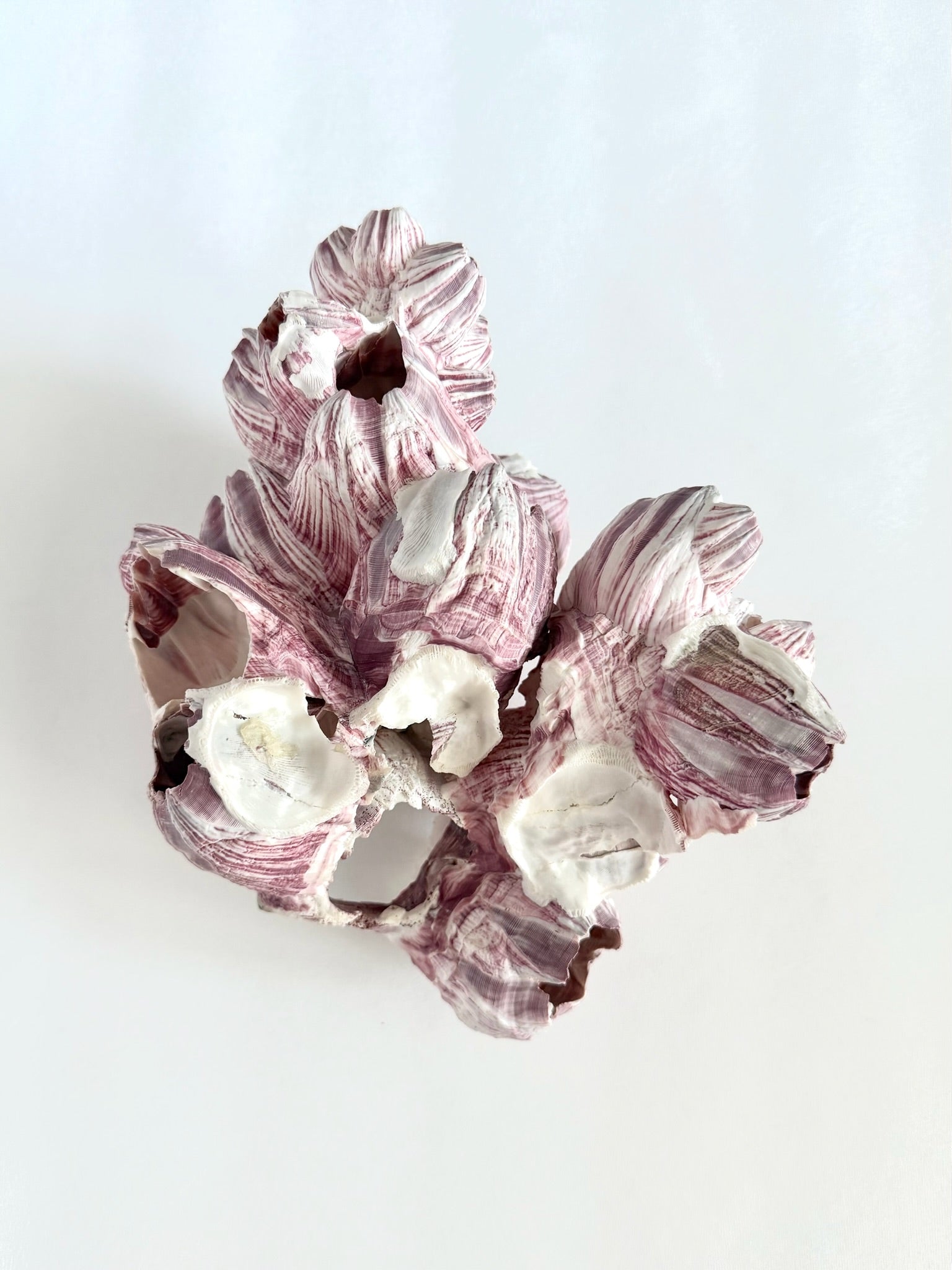 natural Purple Acorn barnacle cluster decorative object