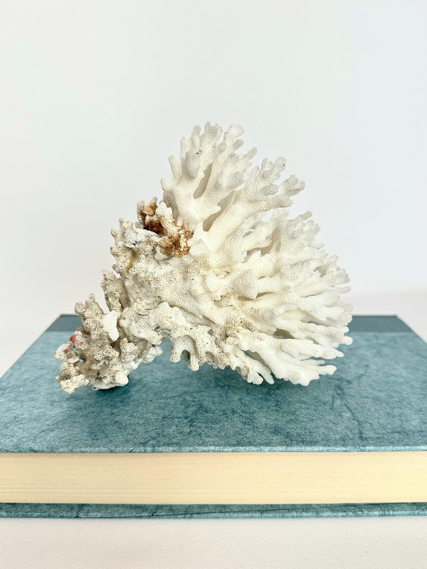 Lacy Coral Cluster