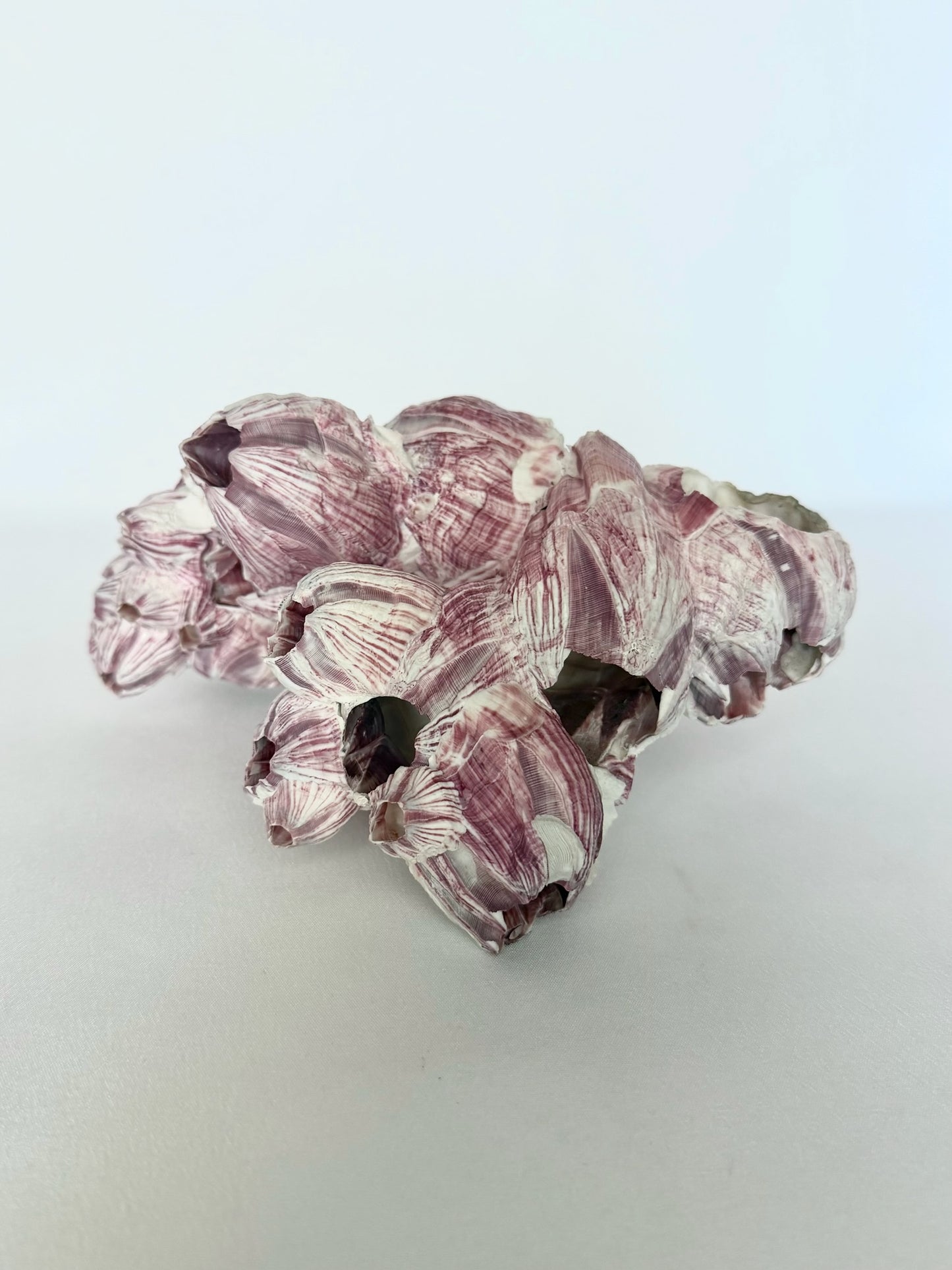 Melrose Barnacle Cluster