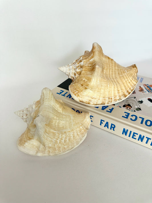 Set of natural conch shell decorative objects