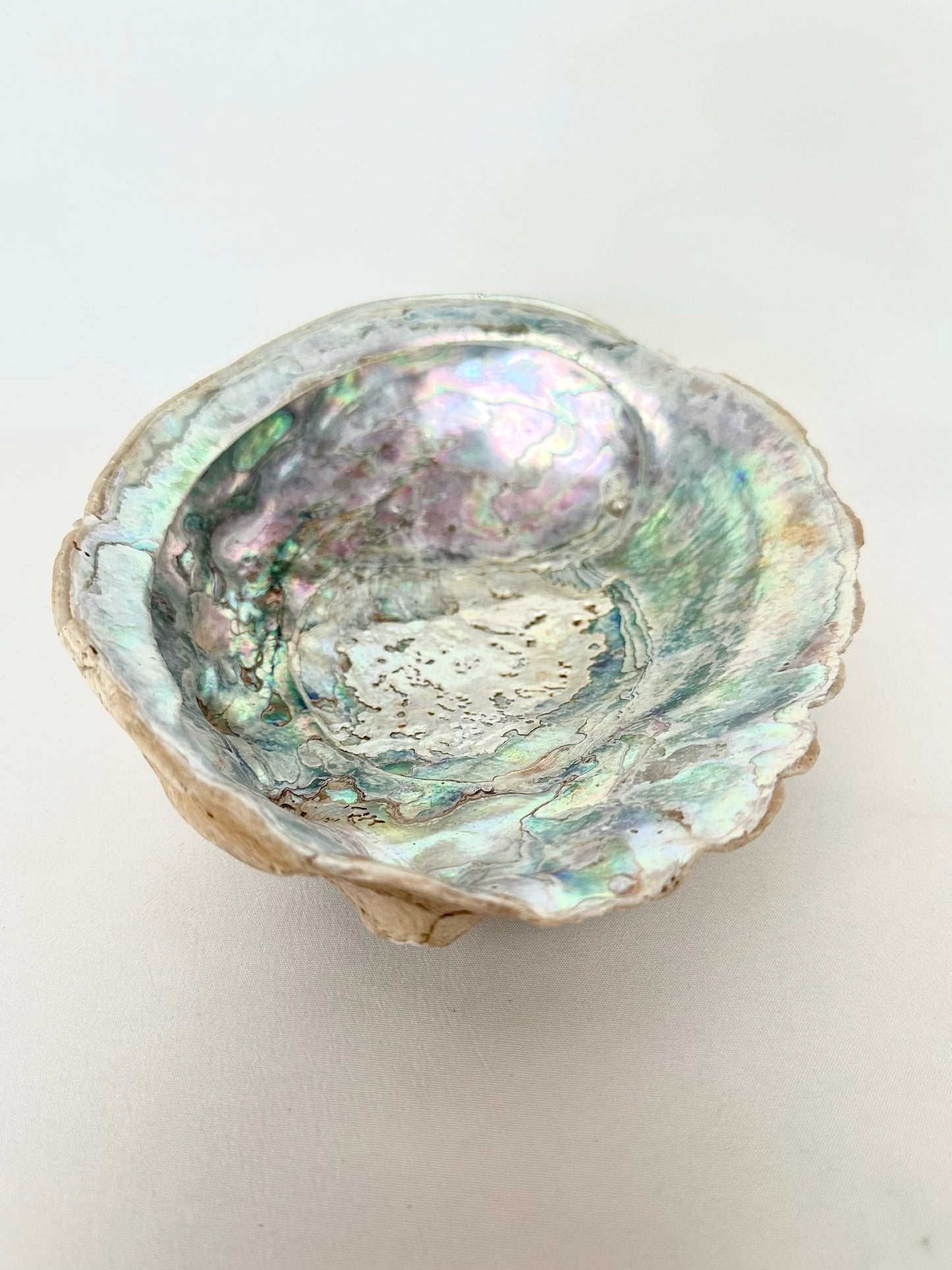 Kenley Abalone Shell
