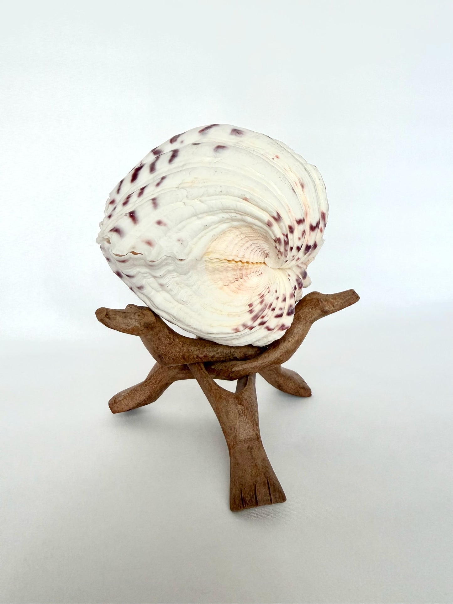 Corbin Clamshell