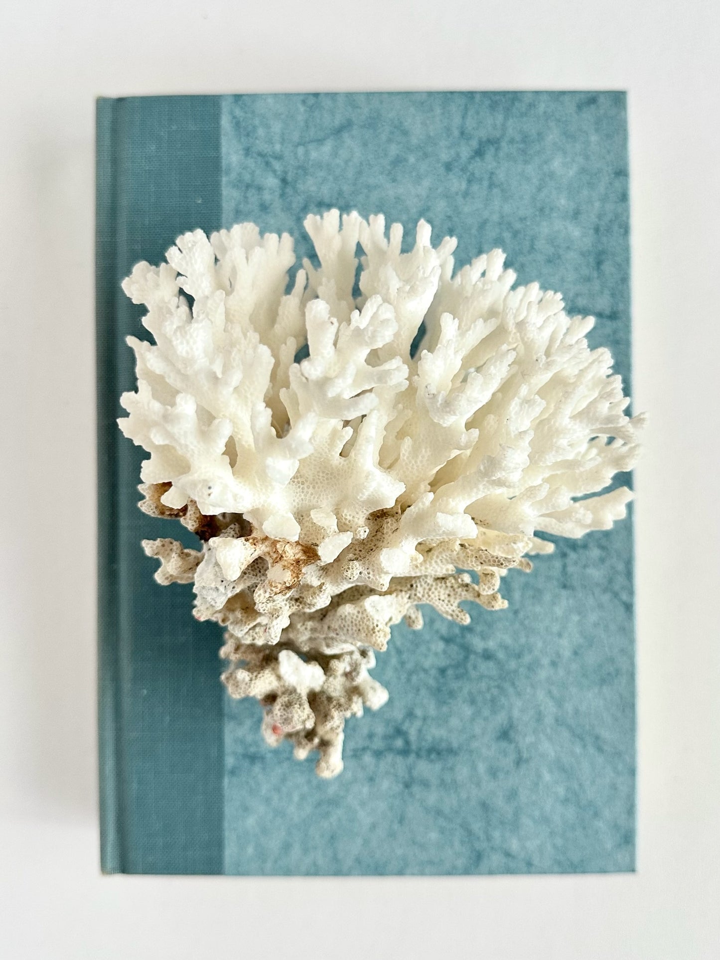 Lacy Coral Cluster